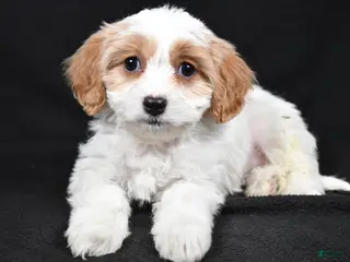 Cavachon dogs Olive - Ad 2