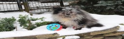Pomeranian dogs for sale: President - Ad 3