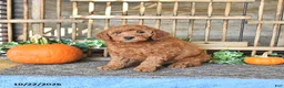 Mini Goldendoodle dogs for sale: Benny - Ad 4