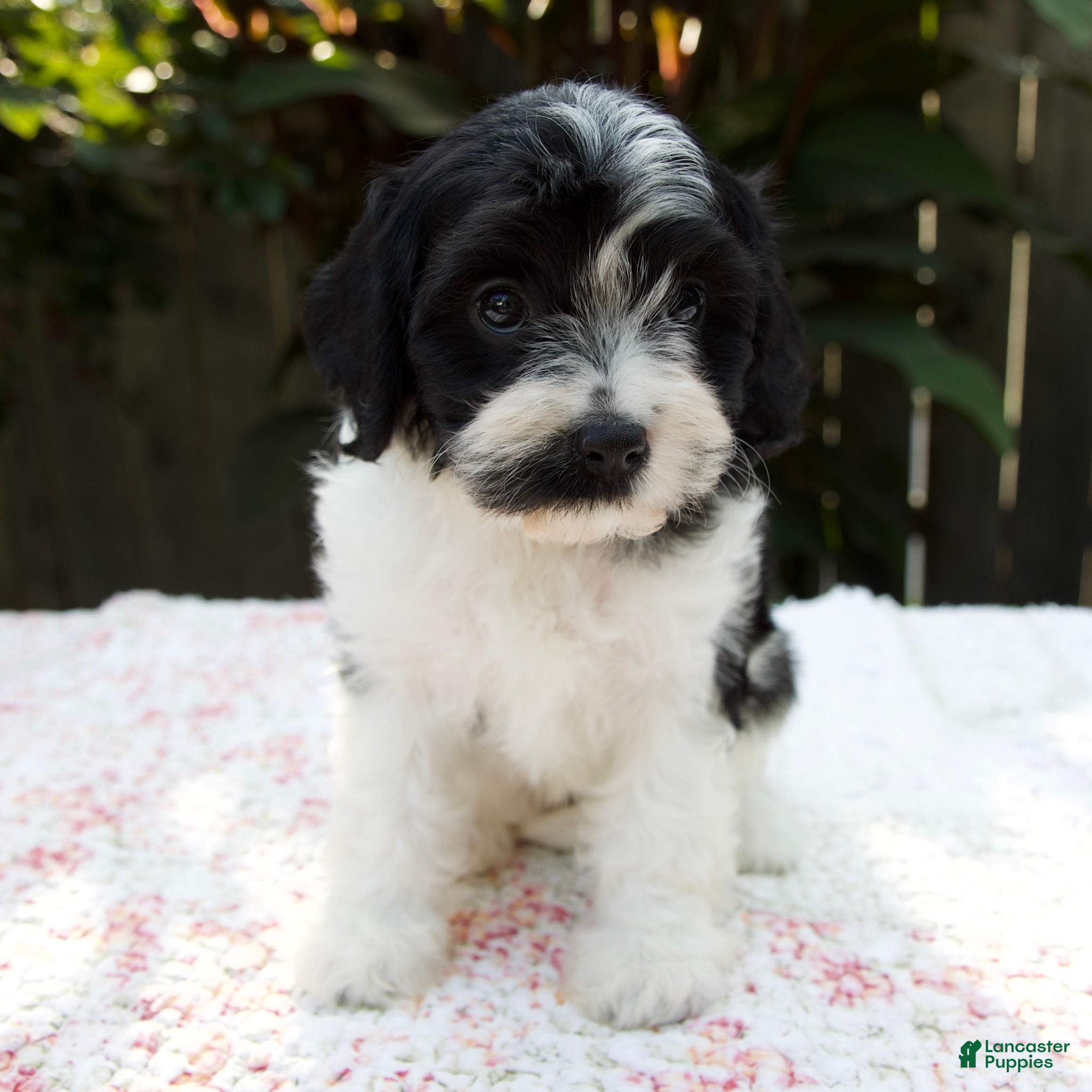 Cavapoo dogs Flora - Ad 1