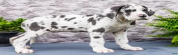 Great Dane dogs for sale: Keziah - Ad 7