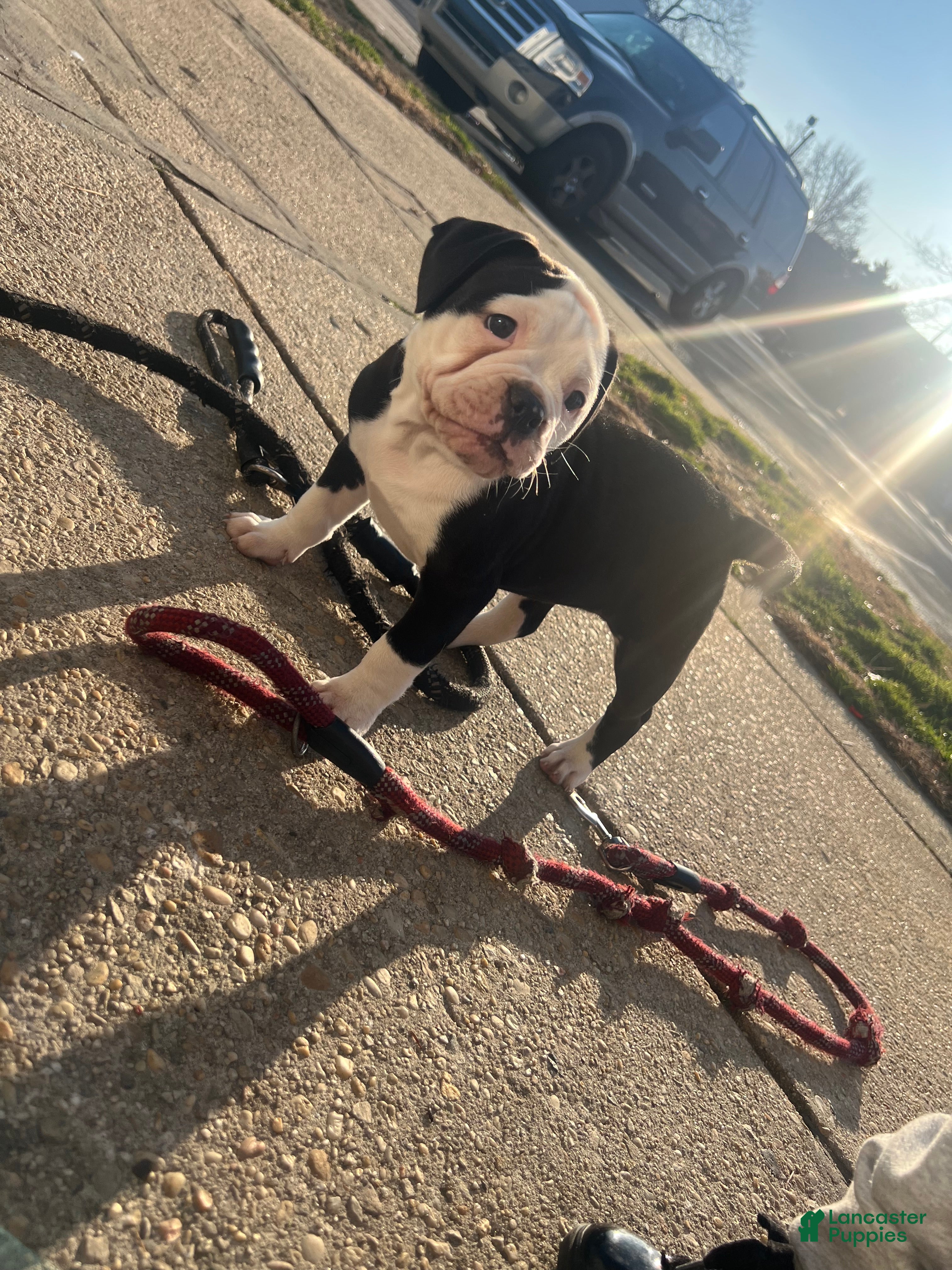 American Bulldog dogs American Bulldog Puppy 2 - Ad 6
