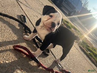 American Bulldog dogs American Bulldog Puppy 2 - Ad 5