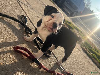 American Bulldog dogs American Bulldog Puppy 2 - Ad 6