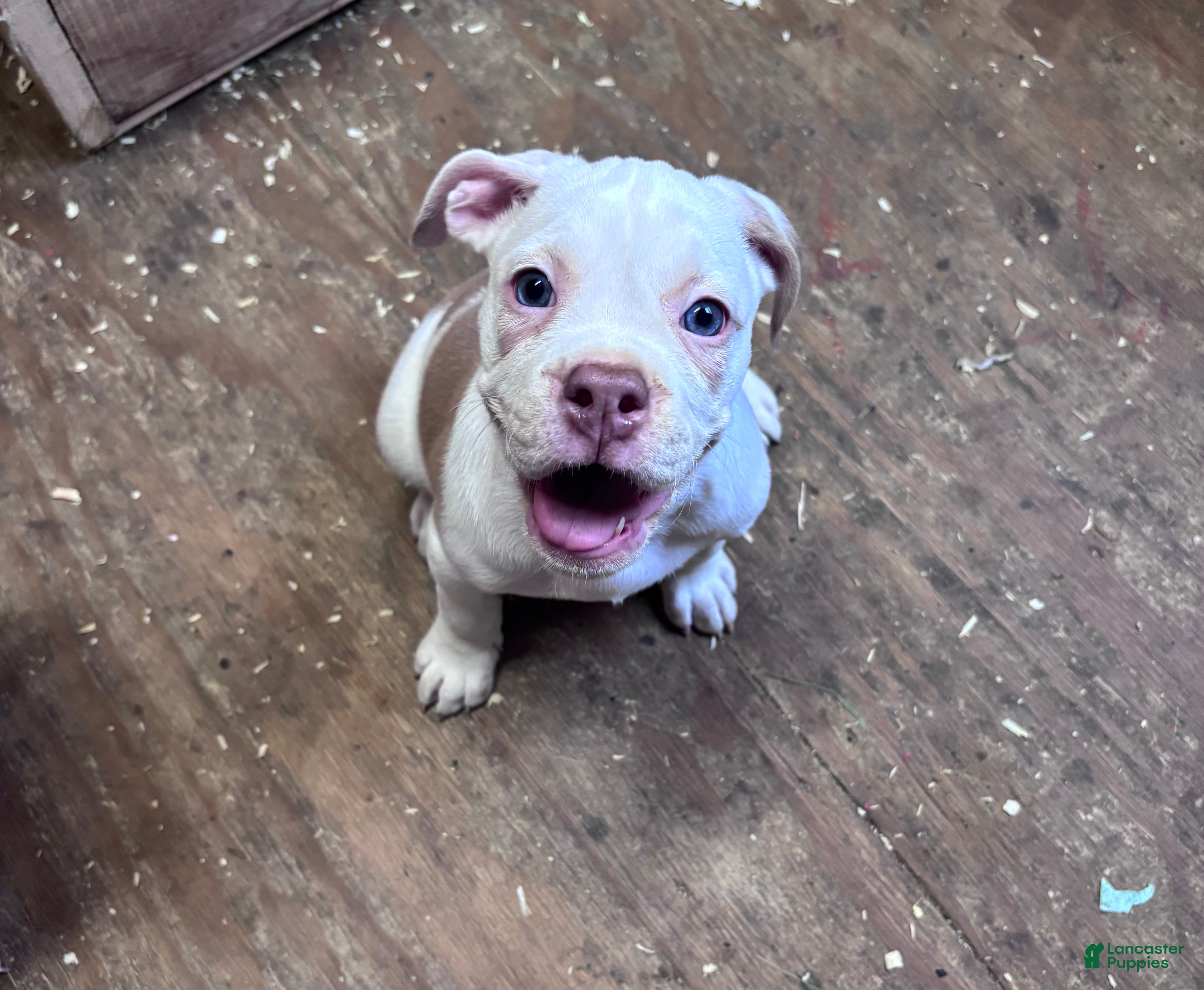 Olde English Bulldogge dogs Puppy 2 - Ad 26
