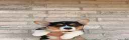 Welsh Corgi Pembroke dogs for sale: Welsh Corgi Pembroke 1 - Ad 5