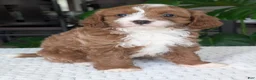 Cavapoo dogs for sale: Joey - Ad 16