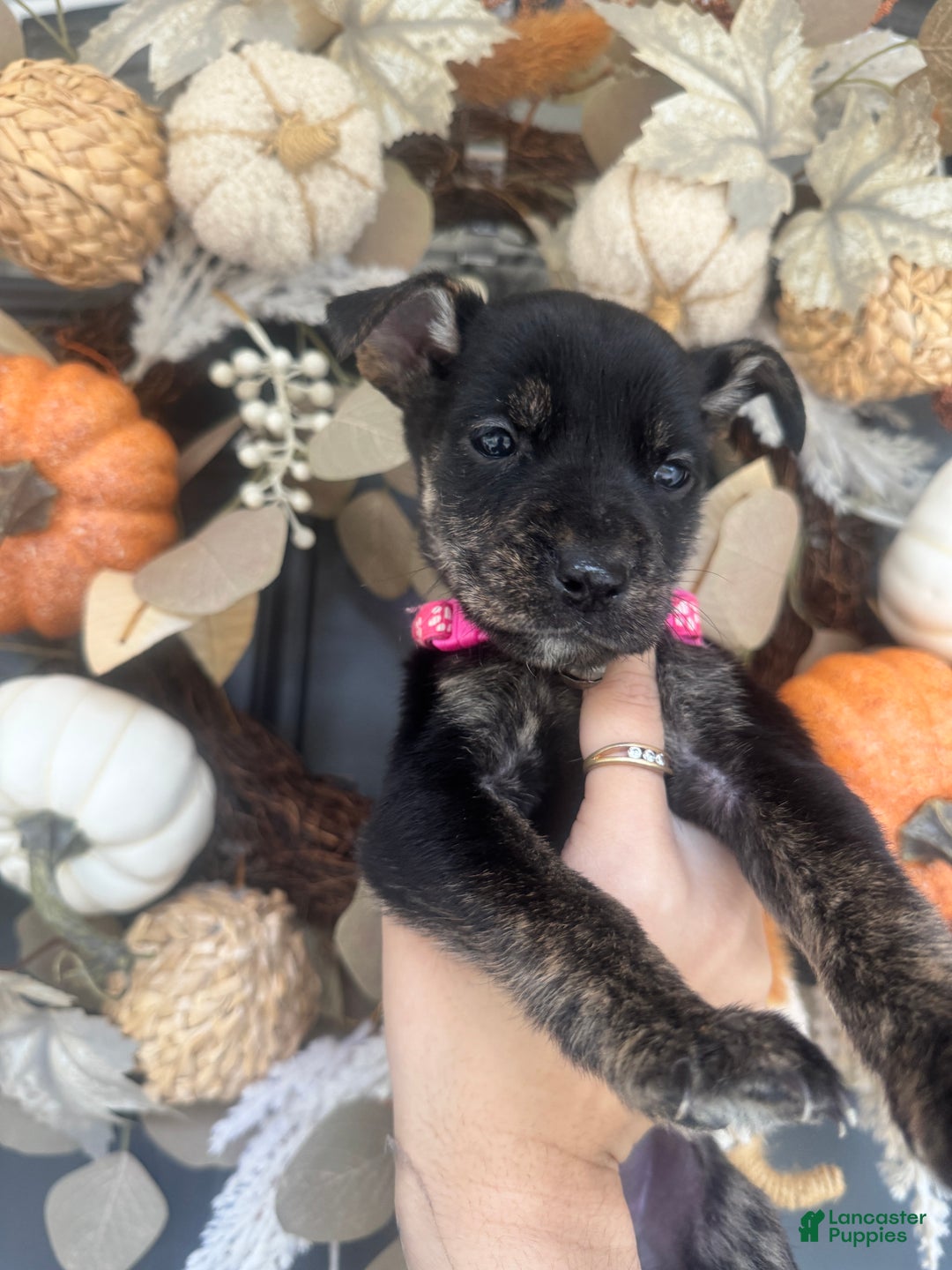 Mixed Breed dogs for sale: Skye - Ad 14