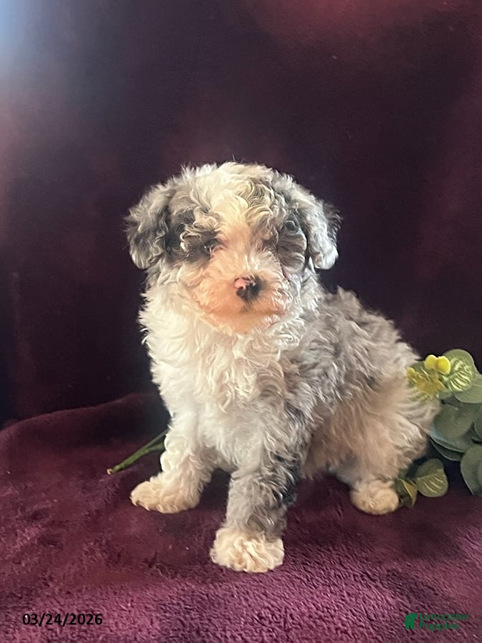 Miniature Poodle dogs Joy - Ad 1