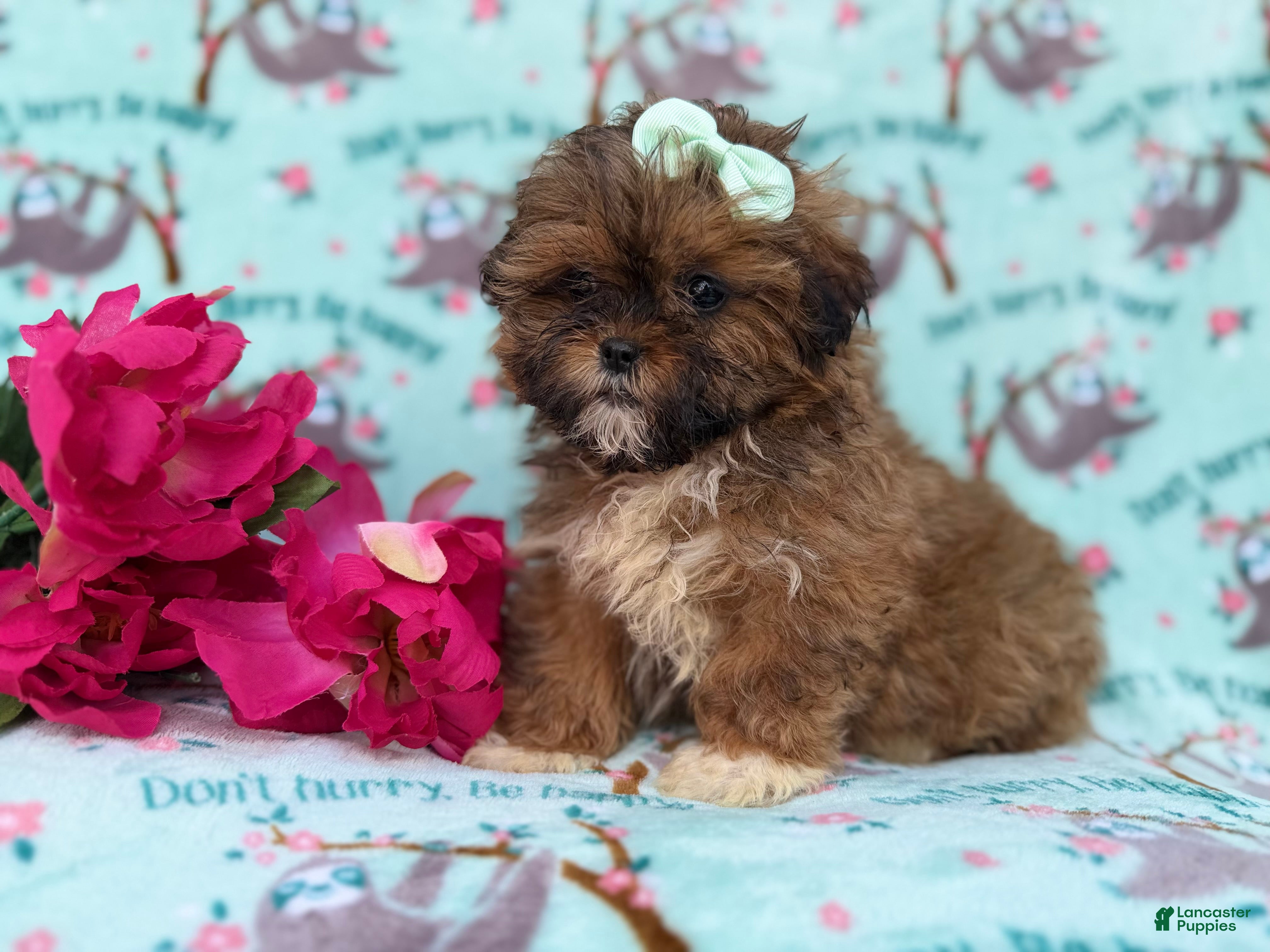 Shihpoo dogs Quinn - Ad 12