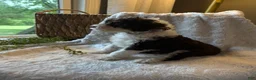 Mini Bernedoodle dogs for sale: Ivy - Ad 8