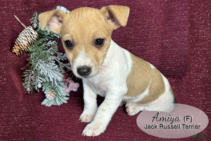 Jack Russell Terrier dogs Amiya - Ad 1