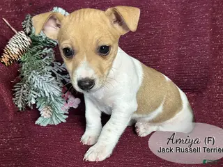 Jack Russell Terrier dogs Amiya - Ad 7