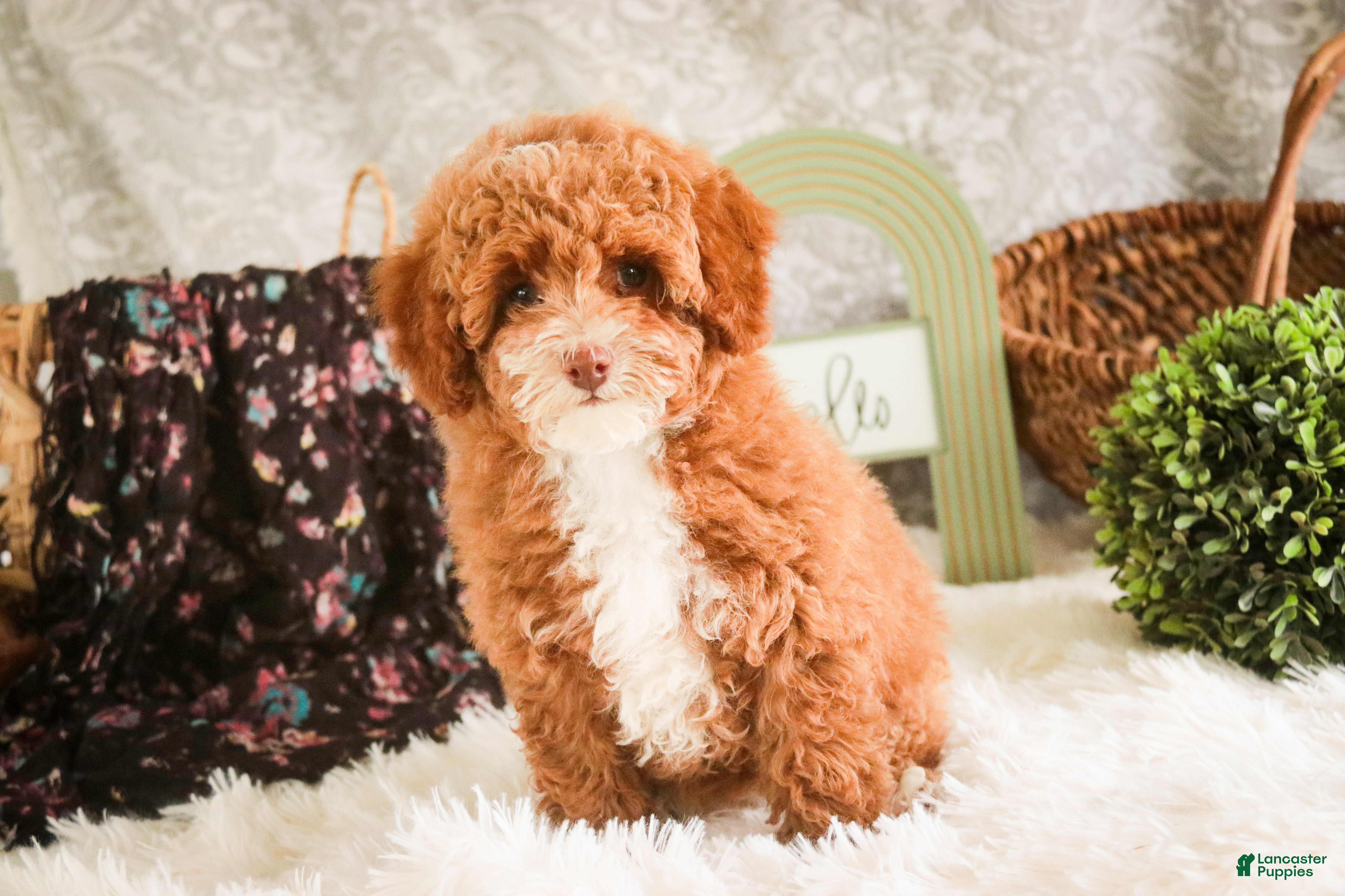 Miniature Poodle dogs Elenor - Ad 2