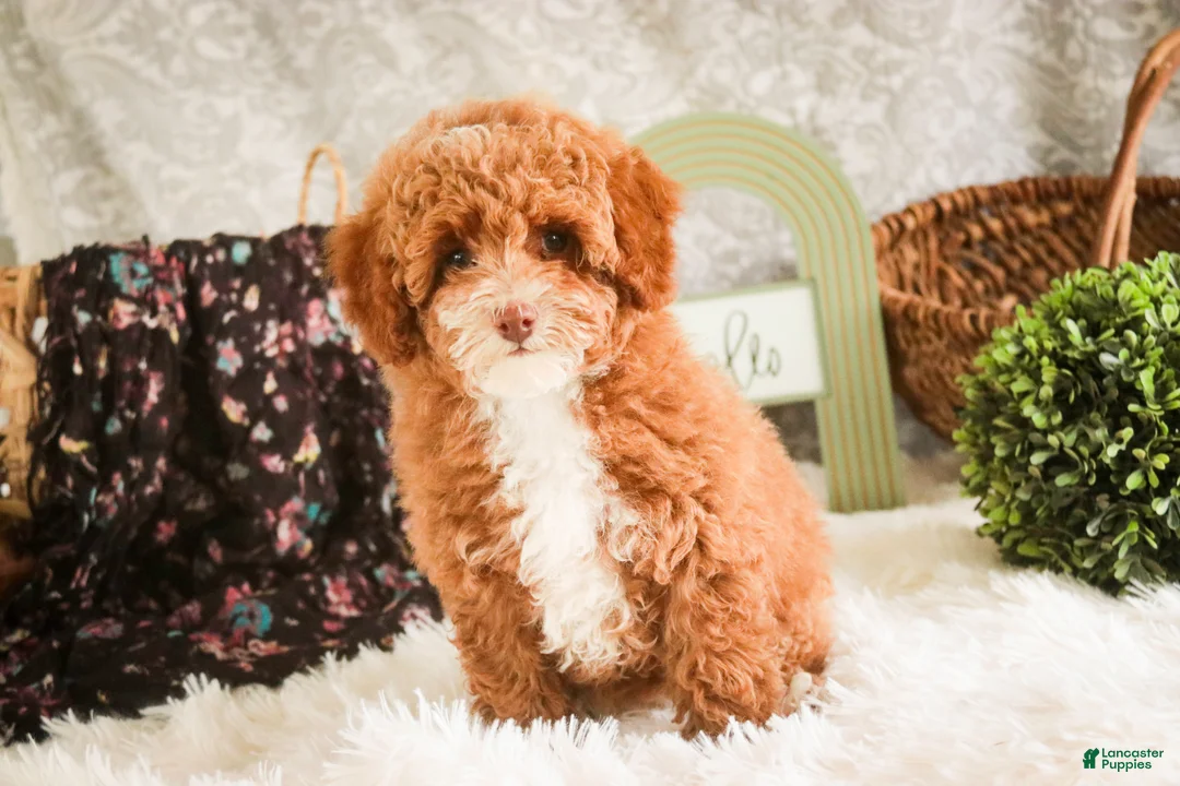 Miniature Poodle dogs for sale: Elenor - Ad 2