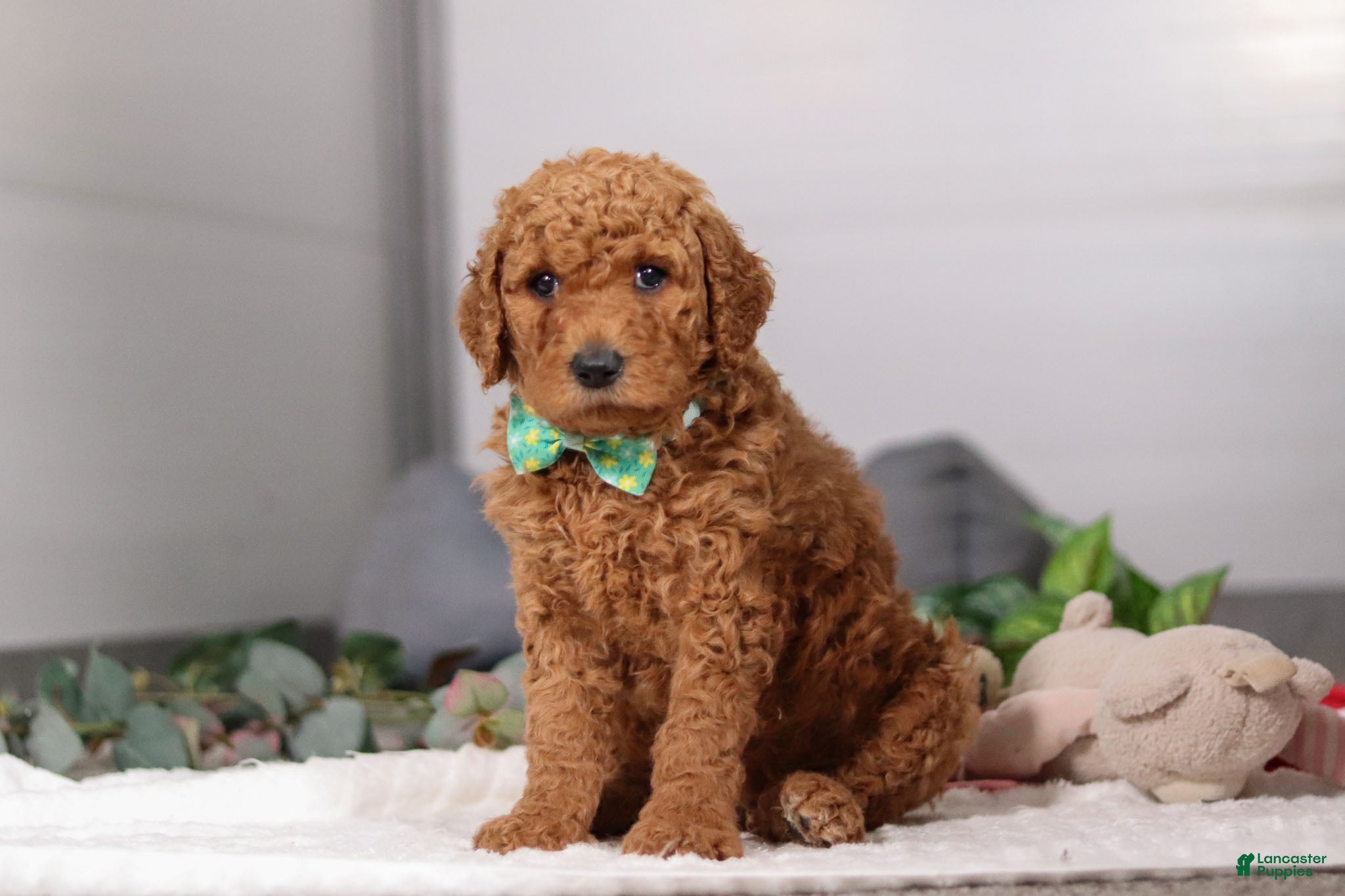 Standard Poodle dogs Hans - Ad 2