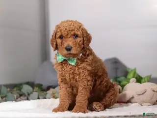 Standard Poodle dogs Hans - Ad 38