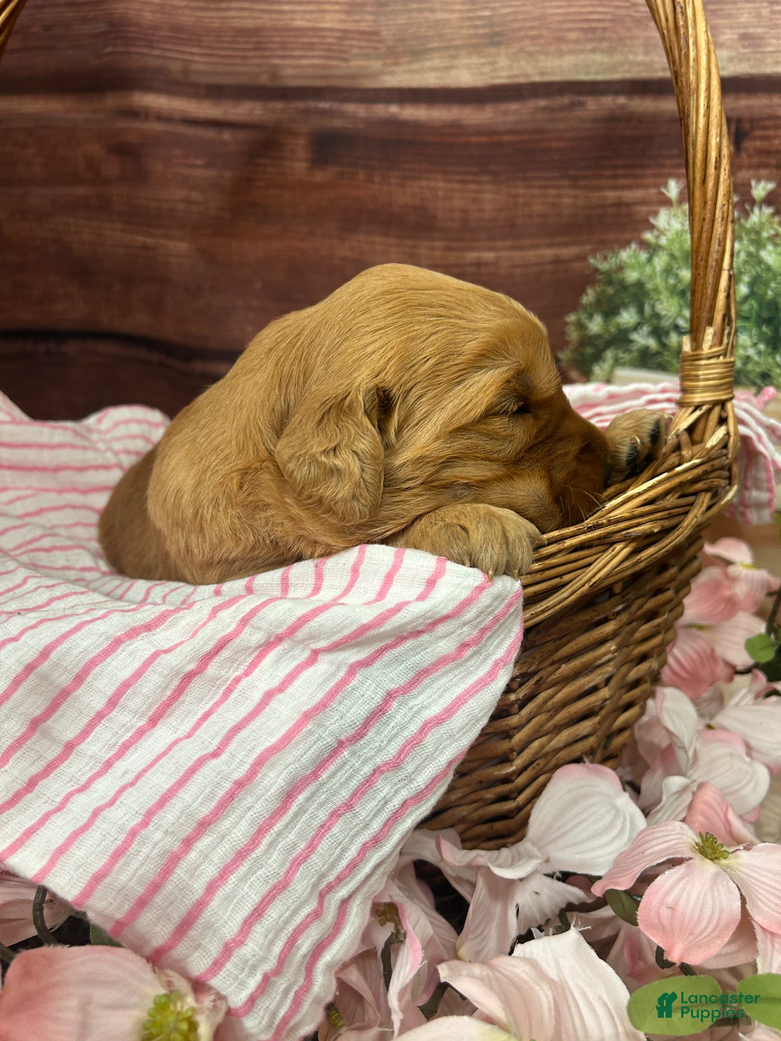 Golden Retriever dogs King - Ad 1