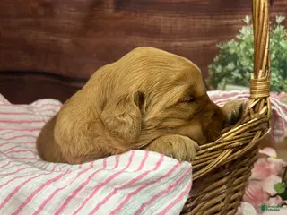 Golden Retriever dogs for sale: King - Ad 4