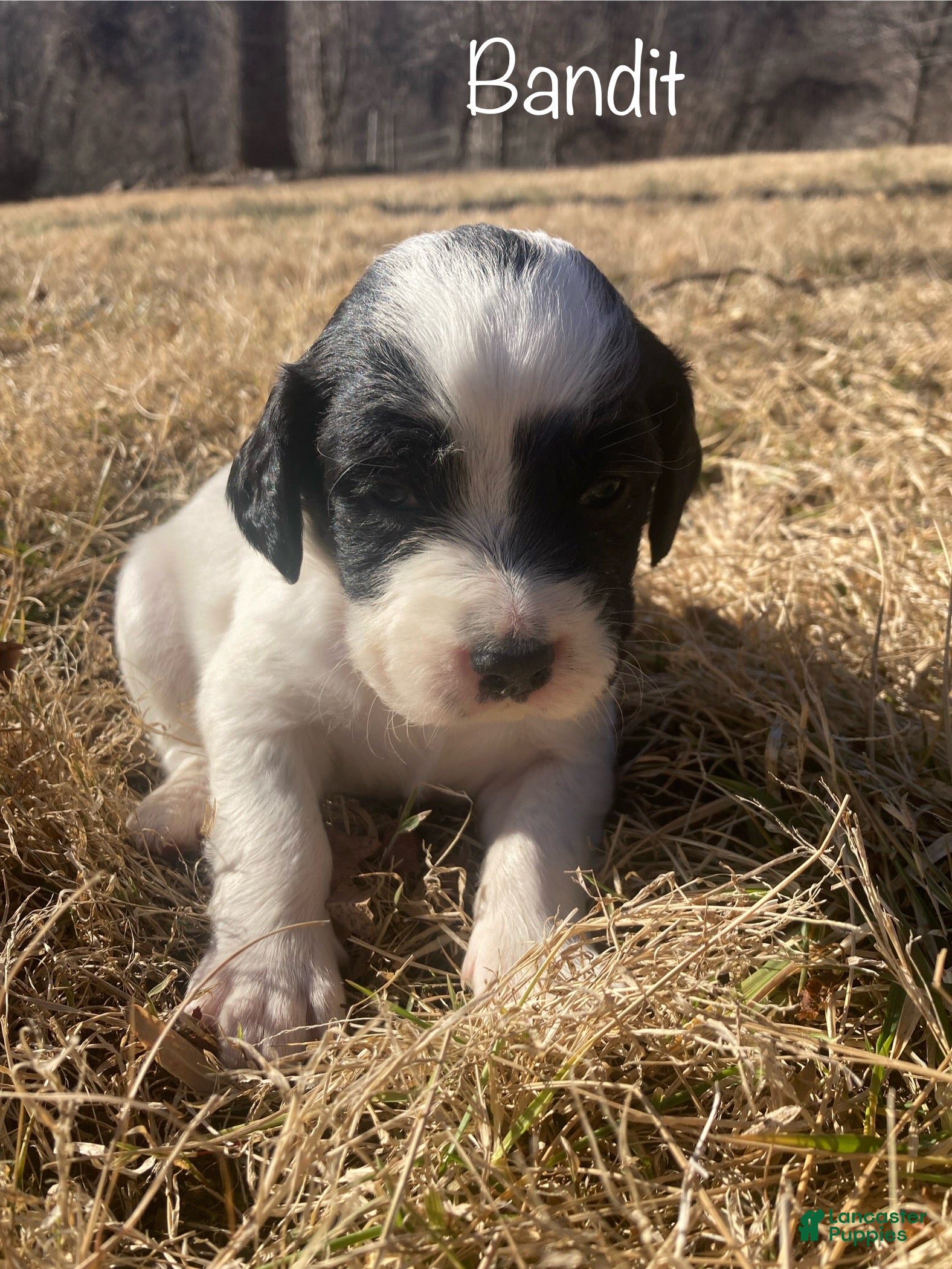 English Setter dogs Bandit  - Ad 6