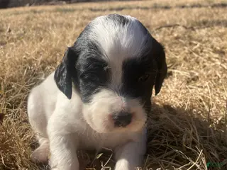 English Setter dogs Bandit - Ad 6
