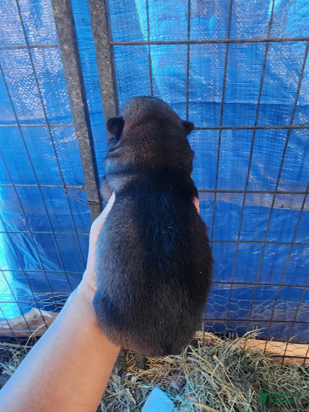 Belgian Malinois dogs for sale: Sascha Dark F - Ad 3