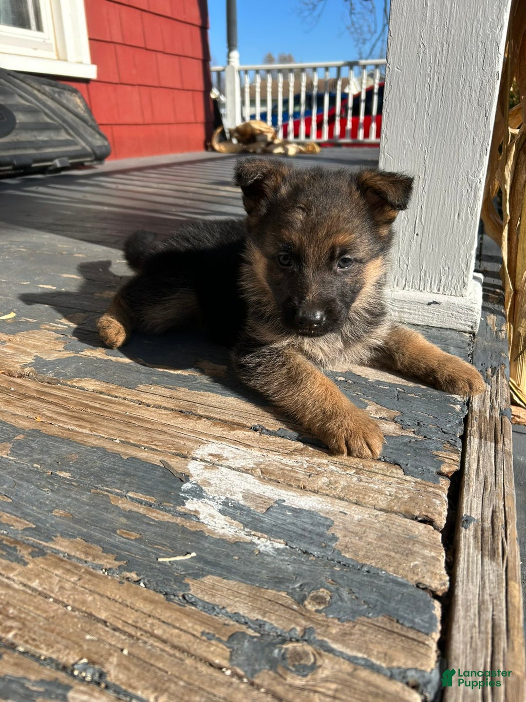German Shepherd dogs for sale: German Shepherd Puppy 1 - Ad 2