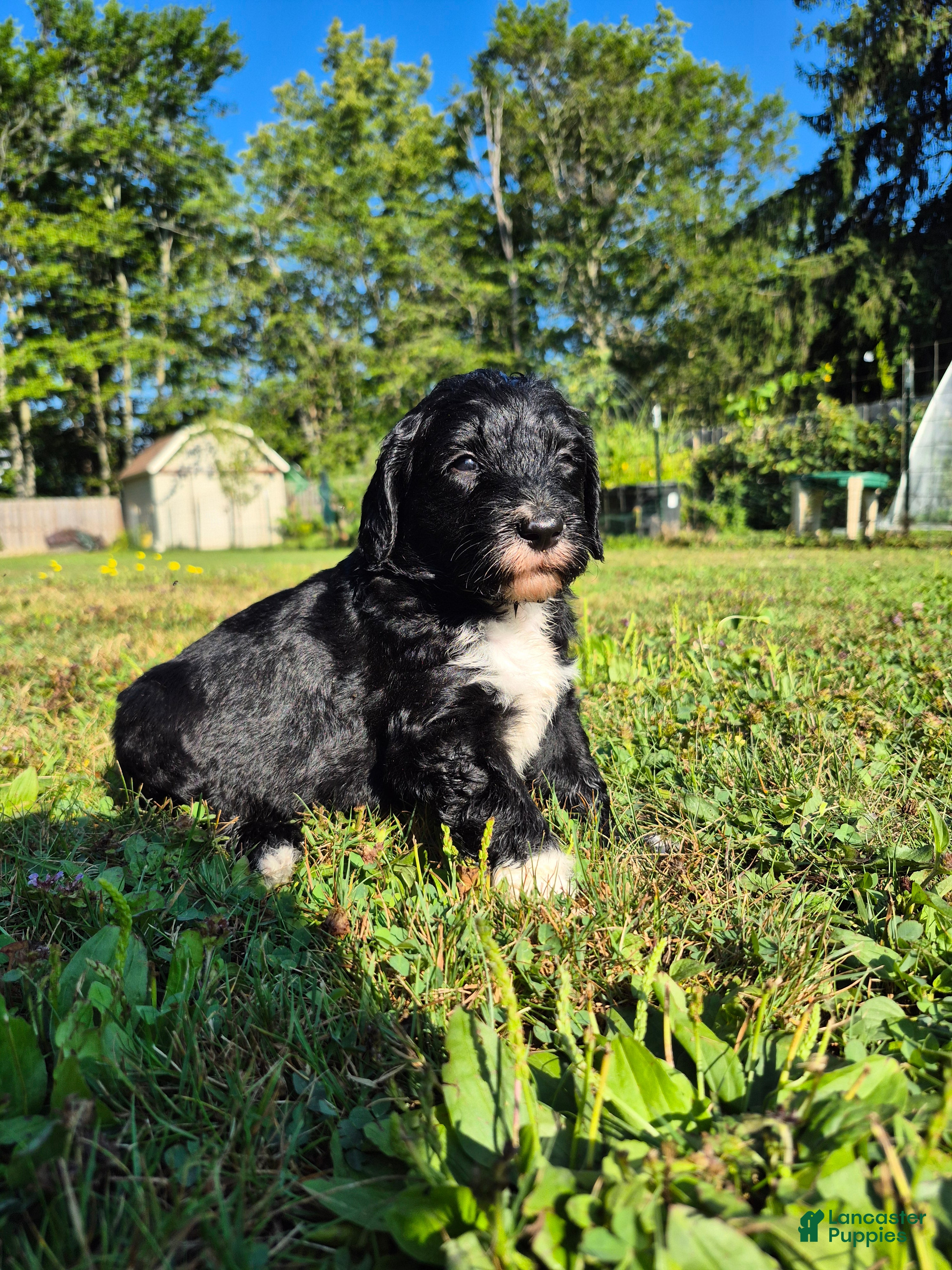 Mini Sheepadoodle dogs Rover - Ad 1