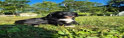 Mini Sheepadoodle dogs for sale: Rover - Ad 8