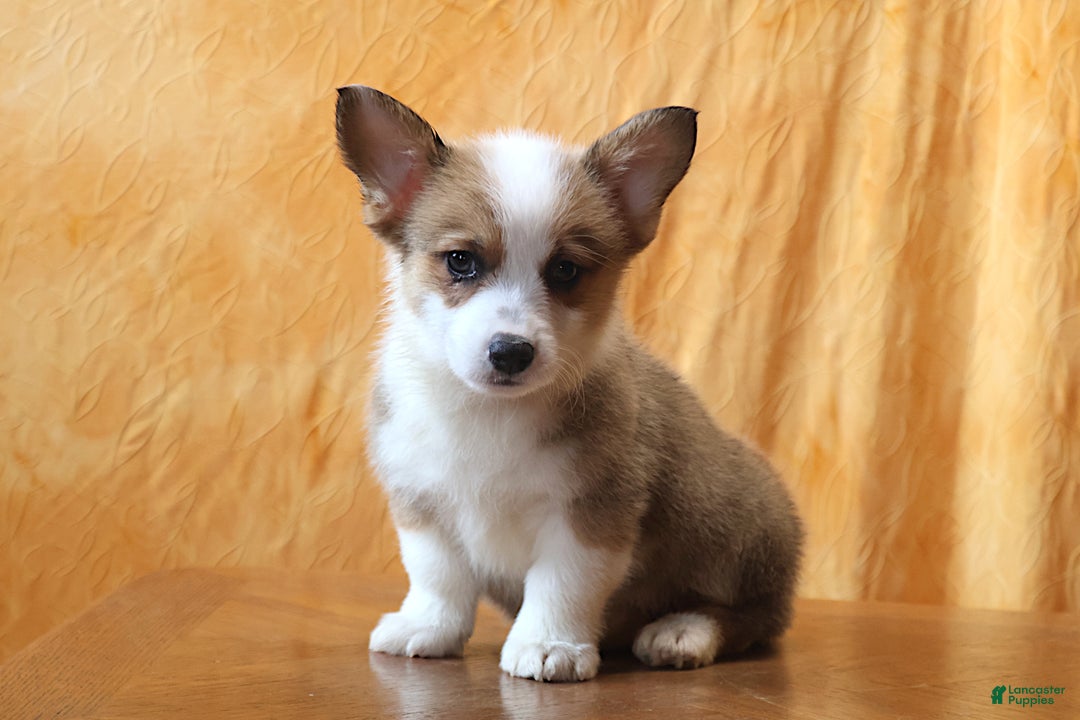 Welsh Corgi Pembroke dogs for sale: Sophie OFA Parents - Ad 6