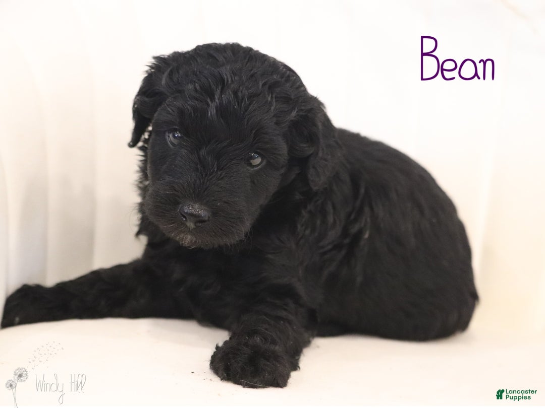Mini Aussiedoodle dogs for sale: Bean - Ad 3