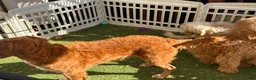 Goldendoodle dogs for sale: Fuchsia  - Ad 15