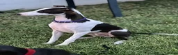 Italian Greyhound dogs for sale: Rufus - Ad 3