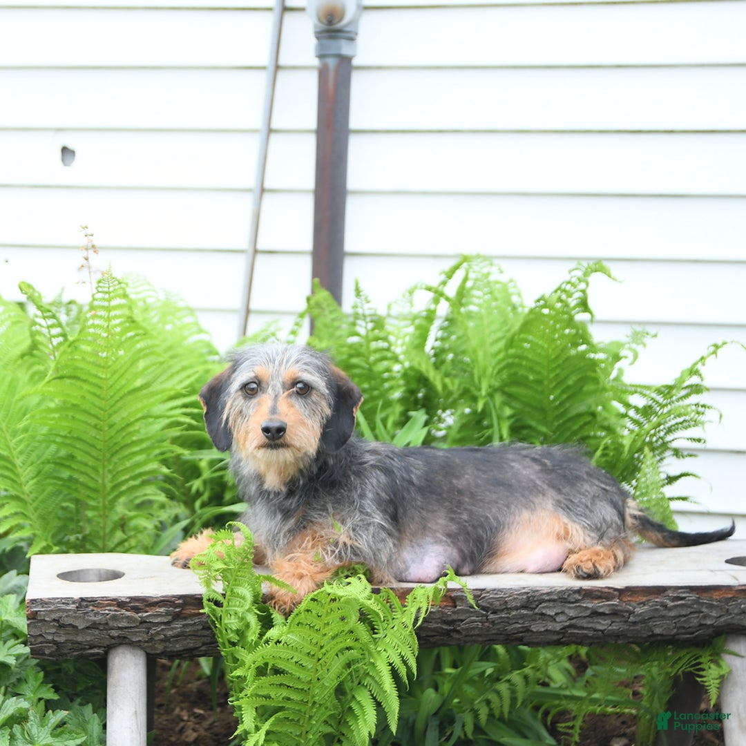 Miniature Dachshund dogs for sale: Lucy - Ad 6