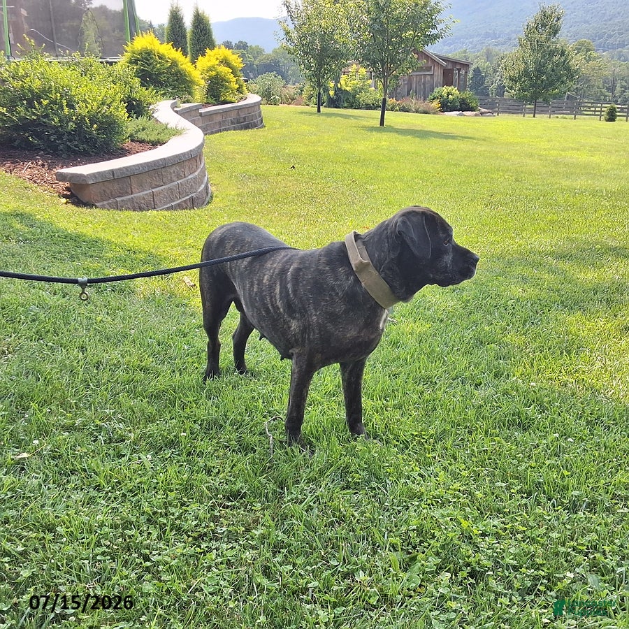 Cane Corso dogs Minnie - Ad 1
