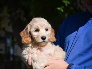 Bichpoo dogs - Ad 25