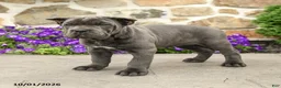 Cane Corso dogs for sale: Rose  - Ad 4