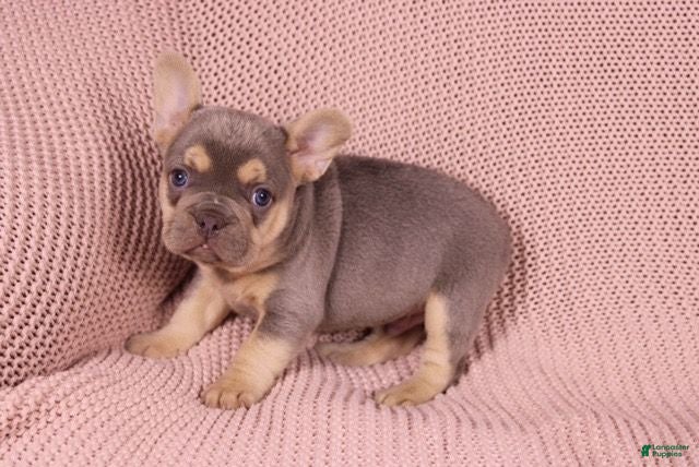 French Bulldog dogs Johnny - Ad 1