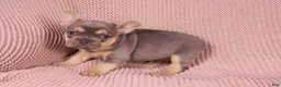 French Bulldog dogs for sale: Johnny - Ad 1