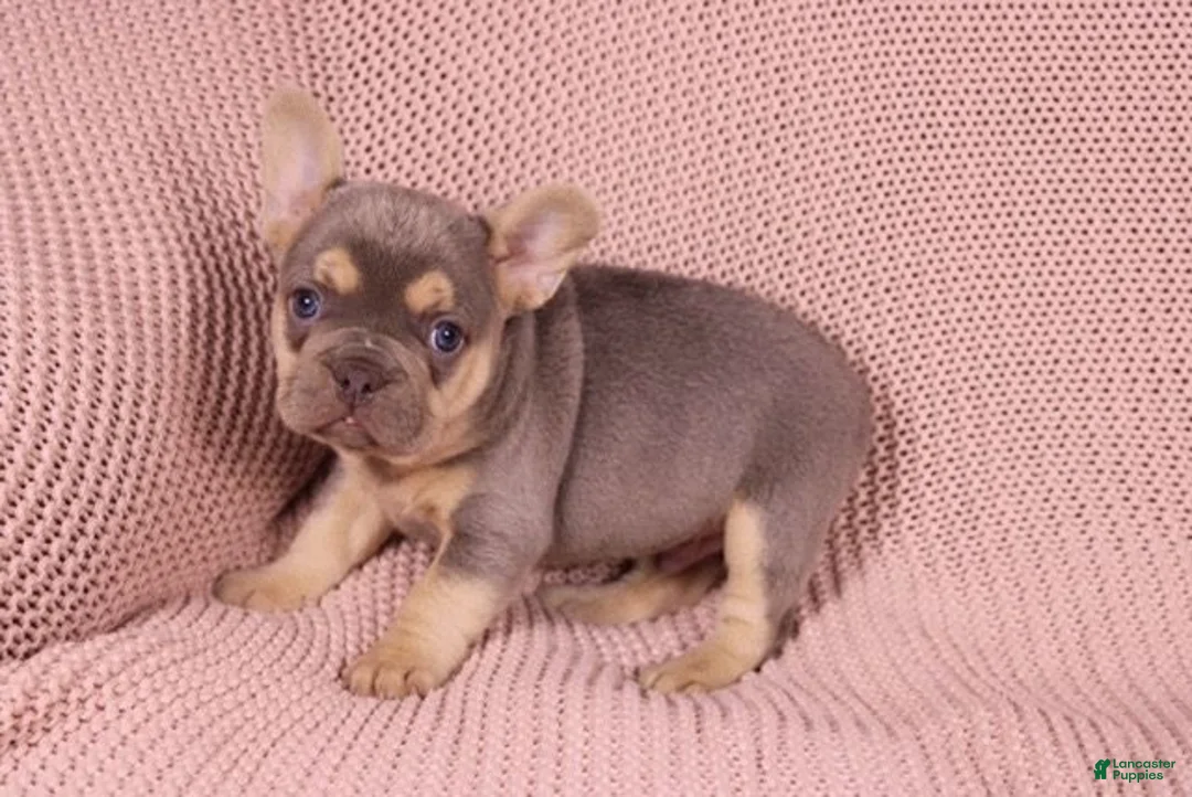 French Bulldog dogs for sale: Johnny - Ad 1