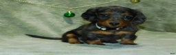 Miniature Dachshund dogs for sale: Miniature Dachshund Puppy 1 - Ad 9
