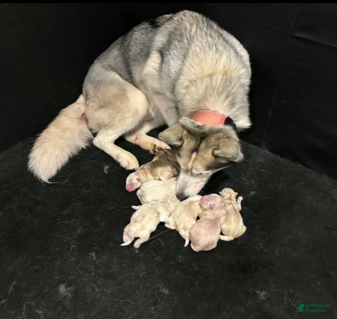 Mixed Breed dogs for sale: Dolly  - Ad 2