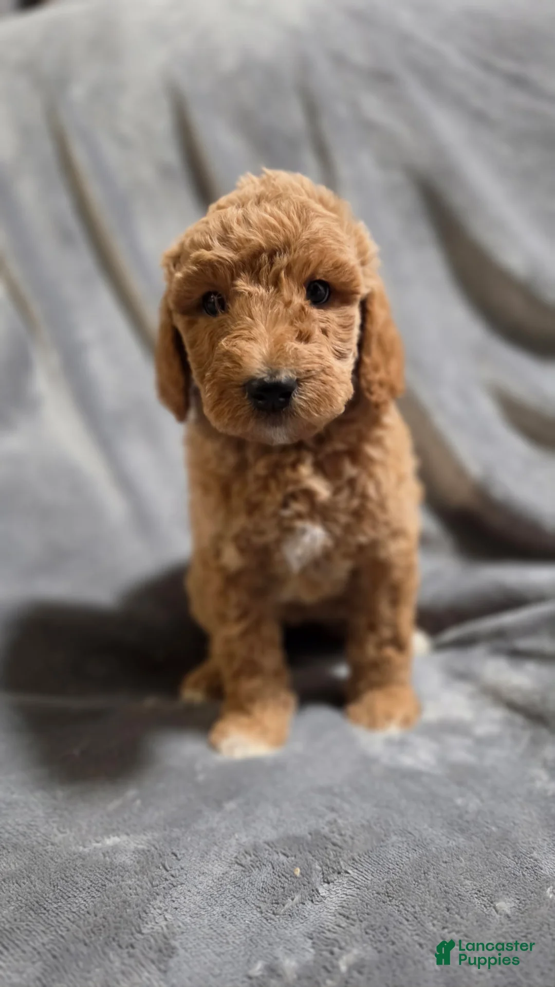 Goldendoodle dogs for sale: Sunny - Ad 1
