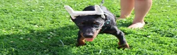 Doberman Pinscher dogs for sale: Doberman Pinscher 1 - Ad 14