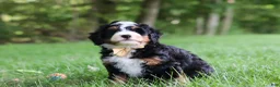 Mini Bernedoodle dogs for sale: Charlie - Ad 4