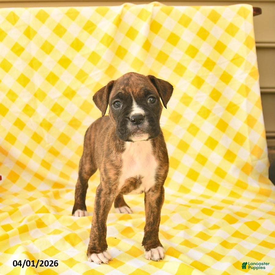 Boxer dogs Jewel  - Ad 1