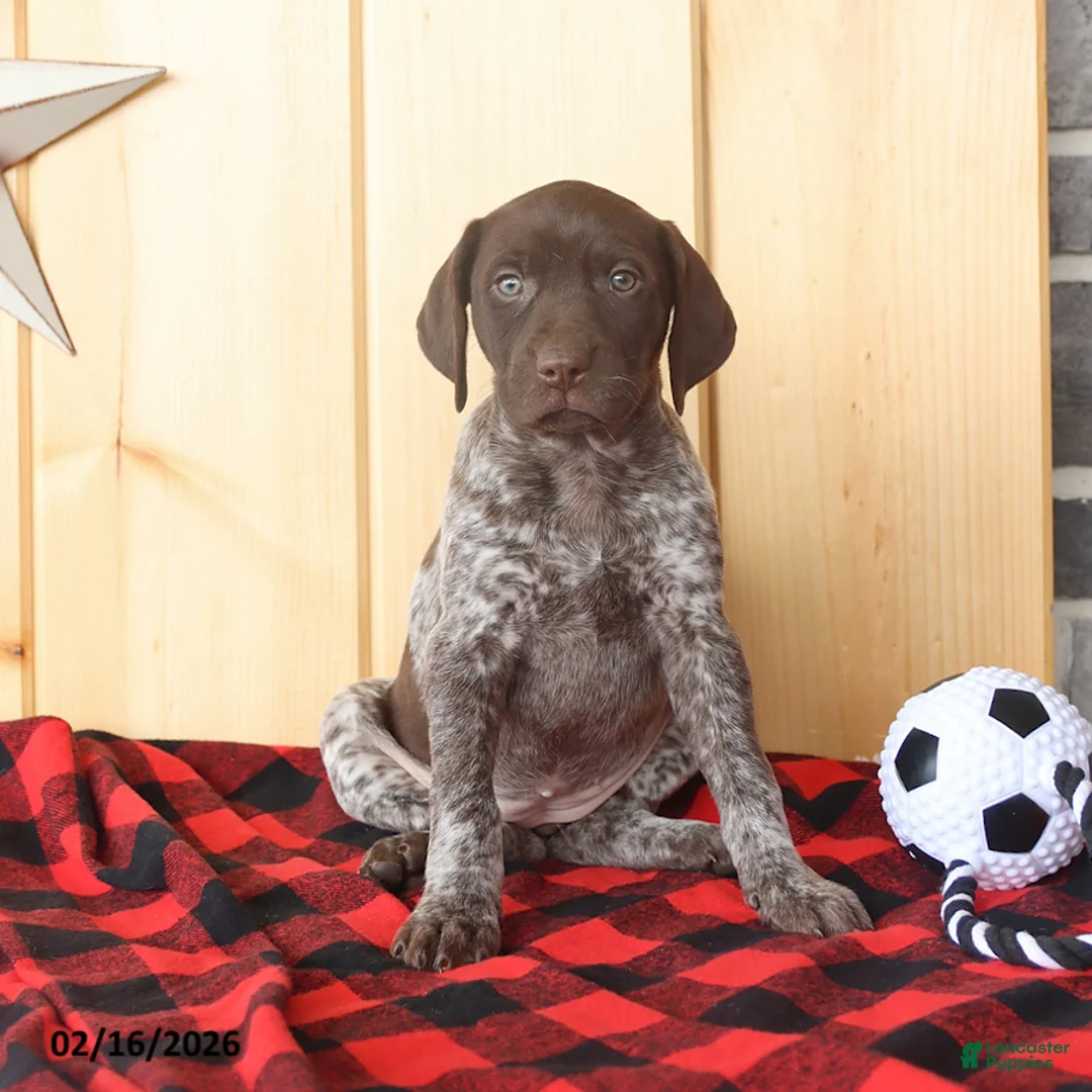 German Shorthaired Pointer dogs for sale: Daisy - Ad 4