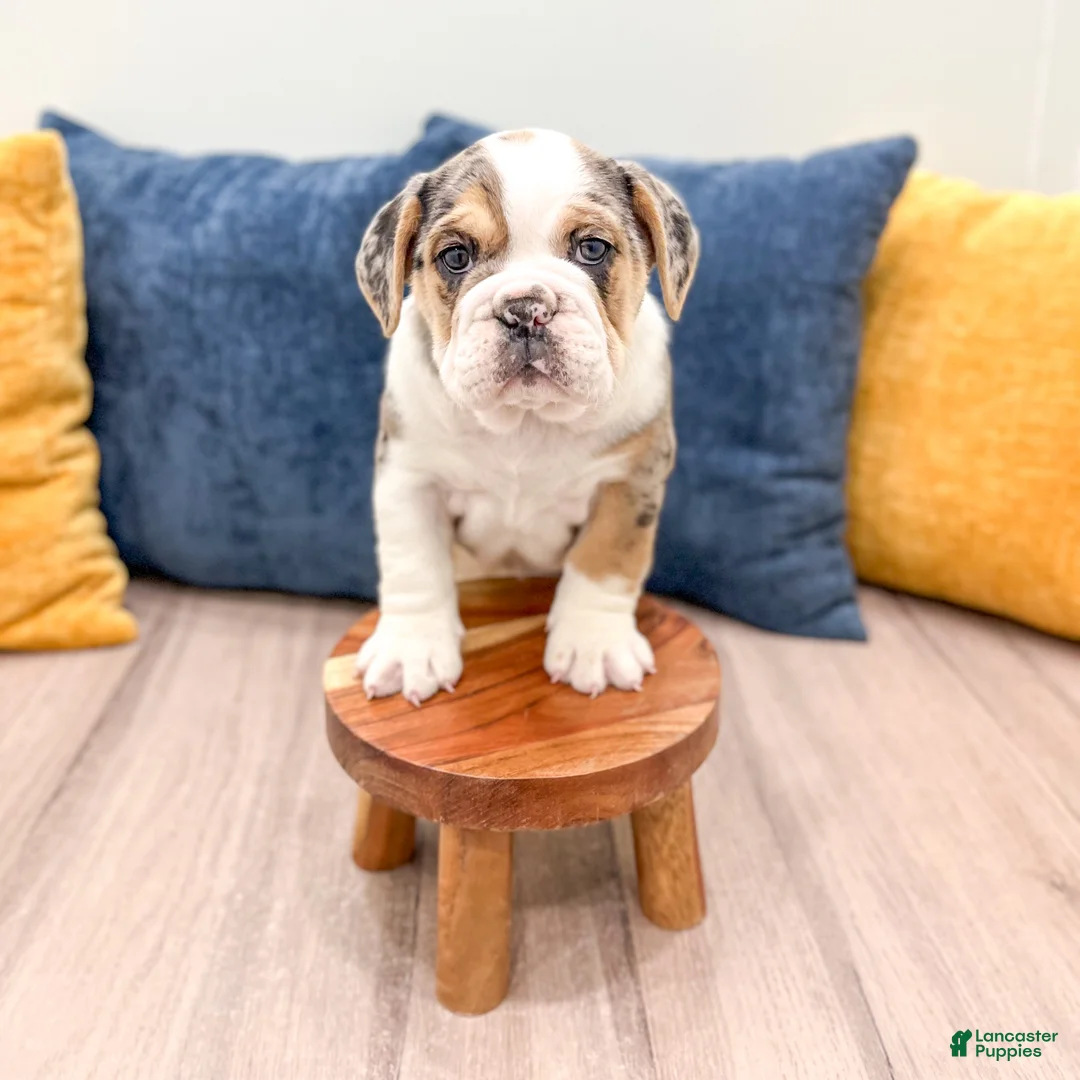 Beabull dogs for sale: Poppy - Ad 3