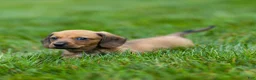 Miniature Dachshund dogs for sale: Mikey Miniature Dachshund  - Ad 9