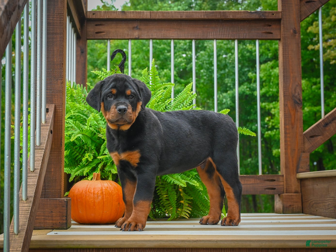 Rottweiler dogs Baron🐾💙 - Ad 1